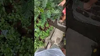 looking ng halamang pang gift #plantito #plants #giftideas