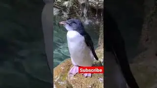 Penguin 🐧 baby sad mood #viral #video #trending #youtubeshort #tiktokvideo