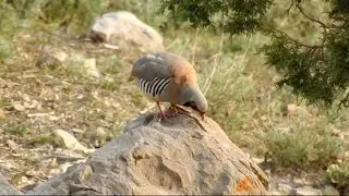 keklik sesi  madi ka shikar||shikari chakor sound|| female chakor hunting||dasi madi awaz#birds