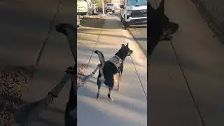 No Pull Dog Harness in action #sharkfingear #dogharness #nopulldogharness