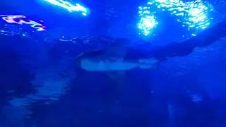 Aquaria KLCC 20190831 181820