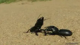 Lucha Scarites occidentalis