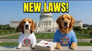 10 Crimes You Commit Against Your Dog Daily (Dog Laws) ⚖️