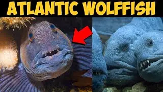 Atlantic Wolffish with Serrated Teeth | Animal Kingdom