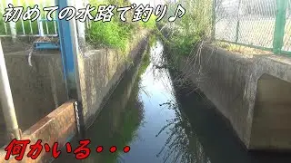 初めての水路で釣りしたら・・・