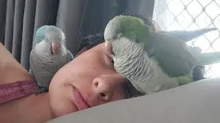 Everyone is Rehoming their Birds! 😥