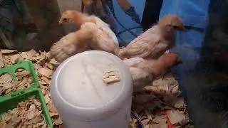 Yokohama chicks