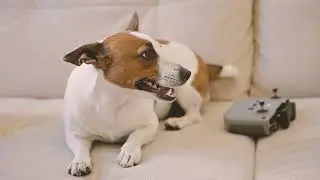 Music that helps dogs relax│DOG MUSIC THERAPY
