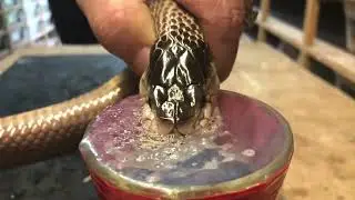#najakaouthia #monocledcobra #venomoussnake #venomous #venomproduction #venomextraction #reptilecon