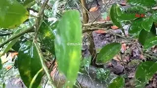 Amazing Satisfying ASMR Rain Garden Flores Relaxation Sleeping