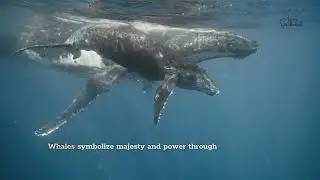 Animal Symbolism: The Symbolism of a Whale, and a Message from the Oracle.