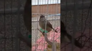 Flavescent Bulbul call 007