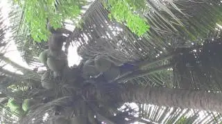 Mono tirando cocos