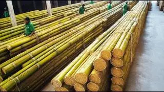 How To Produce $6B Sugarcane Bagasse Tableware by 2030. Sugarcane & Mushroom Industry Documentary