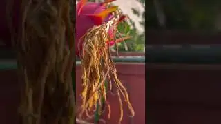 How to get fruits early ? Build shelves early to help your dragonfruit harvest easily 💥💕