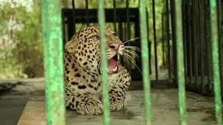Sugarcane Leopard Leopard