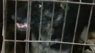 Crate aggression
