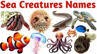 20 Sea Animals Name in English | Ocean Animals Learning for Kids|Preschool & Toddler Education Video