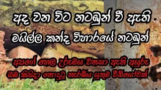 කොටියාගල මයිල්ල කන්ද (මීඇල්ල) විහාරයේ නටඹුන් Mailla (Myella) kanda buddhist ruins in kotiyagala