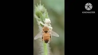 .Id  :- green lynx spider with killed. mobile macroshot by :- #Redmi12__5G Macro photography #macro