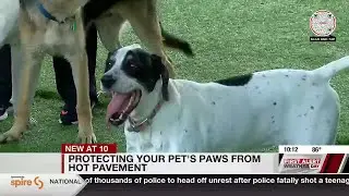 Protecting your pet's paws from hot pavement