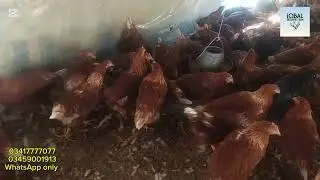 Lohman Hens are available for sale / One Day Lohman Chicks available for Sale/Lohman Brown and Black