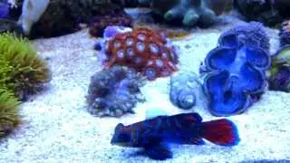 VIDEO0032