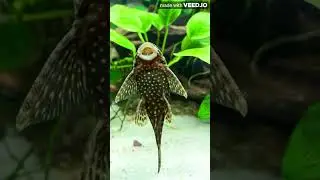 Armored Catfish facts #ArmoredCatfish #animals #facts #fish #aquarium