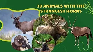 10 Animals with the Most Unusual Horns