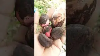 Kola Nuts | Cola #cola #botany #garden #plantcollections #plants #homestead #growingfood #fruit