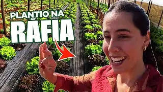 Result of EXPERIMENTAL planting in soil raffia