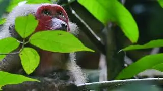 TOURISM PERHUTANAN PERLIS