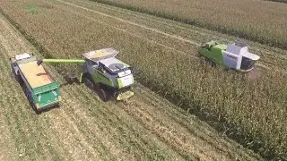 2 CLAAS LEXION ON FIELD | Copeta & Avogadri | Trebbiatura Mais | Official Video