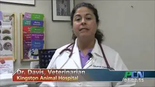 PCN Pet Health Kingston Animal Hospital Easter Dangers
