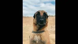 Top 5 Ultimate Hunting & Guard Dogs | Intelligent & Loyal Breeds