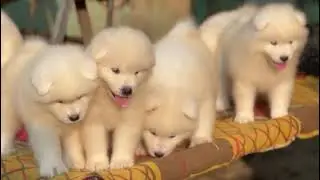 SAMOYED PUP TOP BLOODLINE SCOOBY KENNEL 8860296373 DELIVERY AVAILABLE #samoyed #samoyeddog #puppy