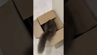 Bella ko ab box m baithna hai 😅🫣