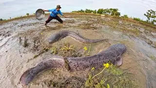 Harvesting Thousands of Giant Catfish from Flooded Fields | Hand Fishing Skills