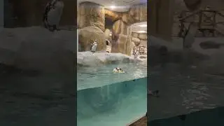 Penguins of india mumbai real life see you #viralvideo #penguin #pengajianbaby #trendingshorts