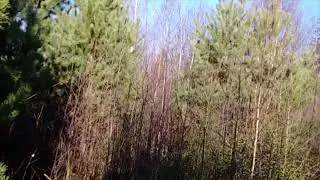 Лес наш .Прямой и Обратный даосские круги