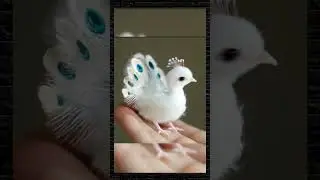 Um raro pav&atilde;o branco beb&ecirc; #avez #pav&atilde;o #cute #funny #midjourney #ia #viralshorts  #musicaengracada