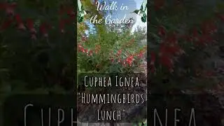 🌞💐Walk in the Garden and Plant Pick of the Day: Cuphea Ignea 