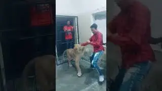 Lion attack #lionfight #lionplays #lionking