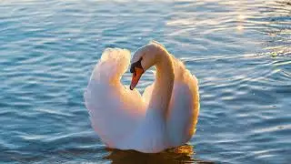 💚🎶 Mozart String Quartet - Classical, Instrumental Music