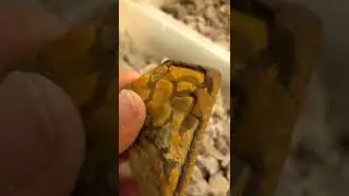 What is this Petrified Anomaly ?