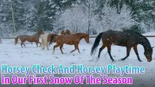 Horsey Check And Horsey Playtime In Our First Snow Of The Season!