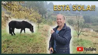 PROBLEMAS!!! LA PONI NO QUIERE ESTAR SOLA