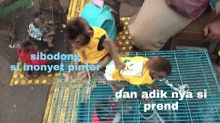 Hari kemerdekaan 17 agustus, harga monkey/monyet pun, merdeka pasar jatinegara!!