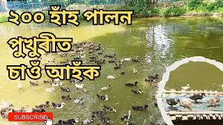 200 Ducklings Farm | Duck Farm in pond | Assamese Duck Farming Tips