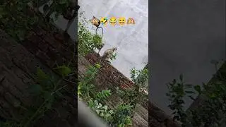 10 July 2025funny monkey videos 🙊🙉😂🤣#youtubeshorts #monkeys #wildlife #comedy #animalshorts